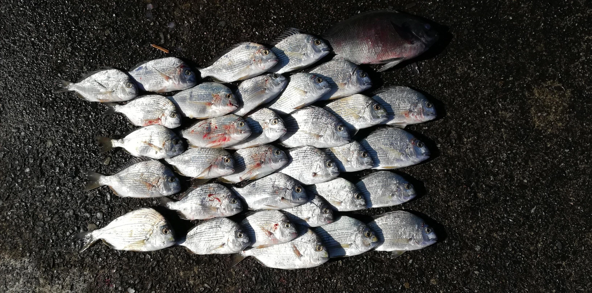 グレが釣れないので釣り方を変更した結果が当たりでした。