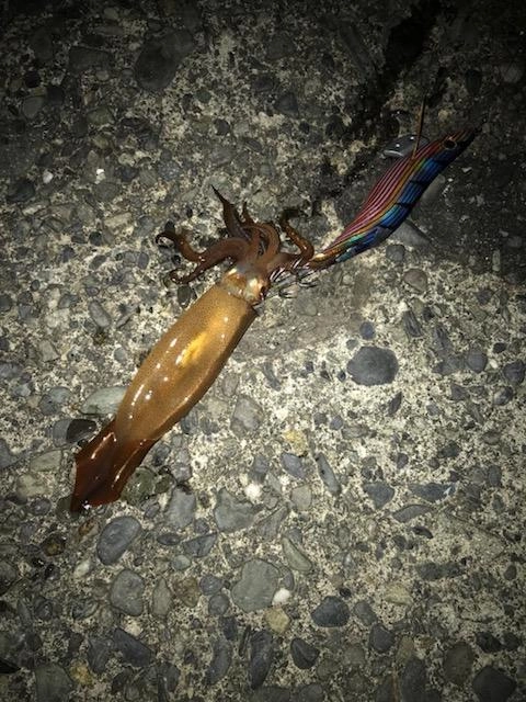 3.5のエギにもヒット