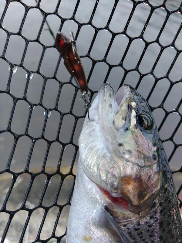 ビースパーク
ボトムでリズム良くリフト&amp;フォールさせる事により、アピールして魚を寄せて釣ることが出来ます。