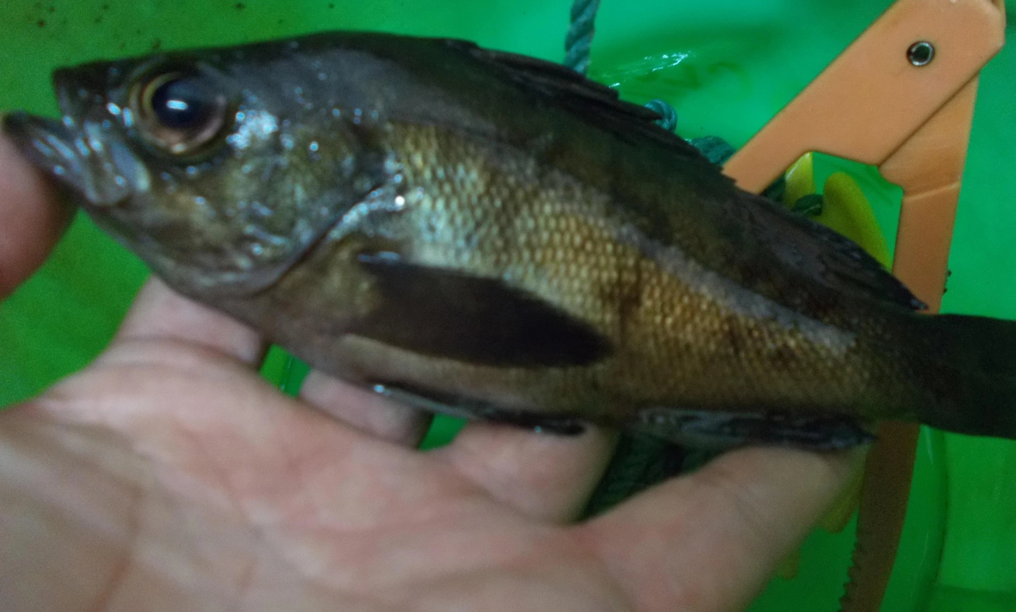 浜名湖レギュラーサイズのメバル、潮がよれてるところに付いてました。
