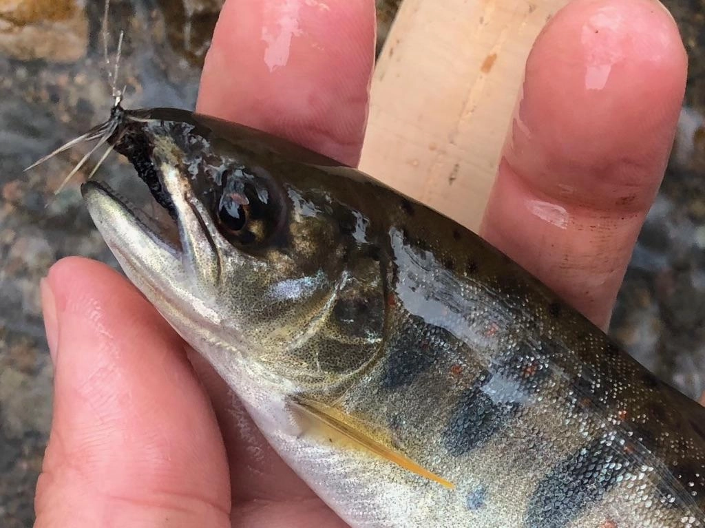 テンカラでも釣果出ています！