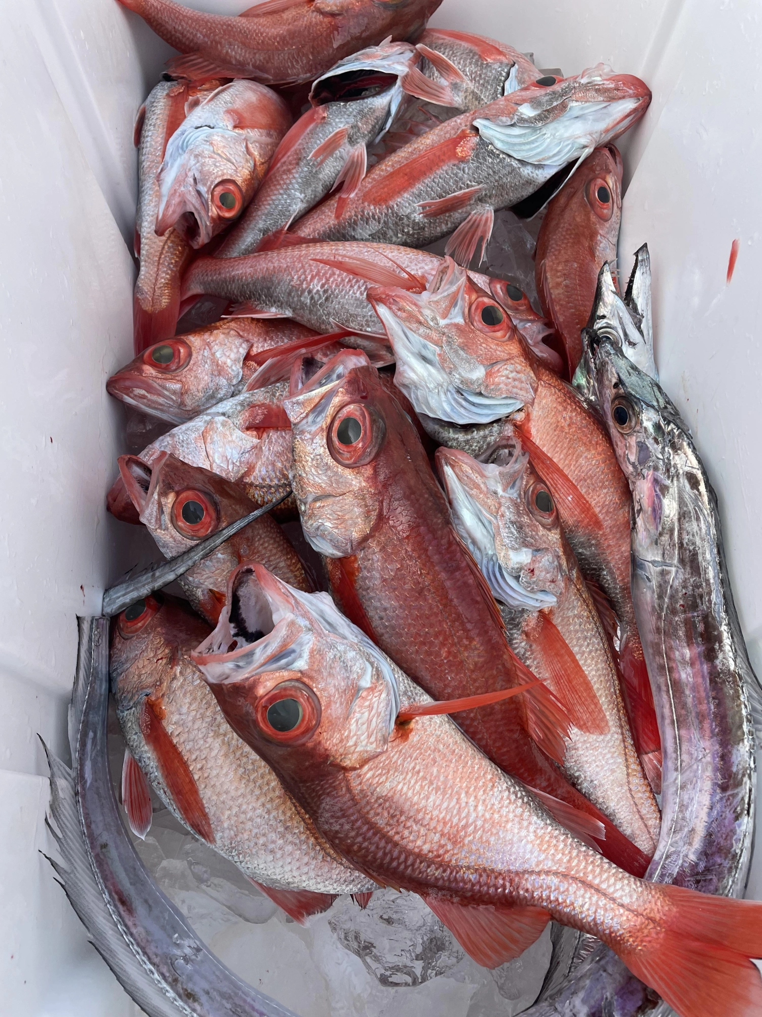 最終的に太刀魚も２匹混じってアカムツ１６匹と好調でした。