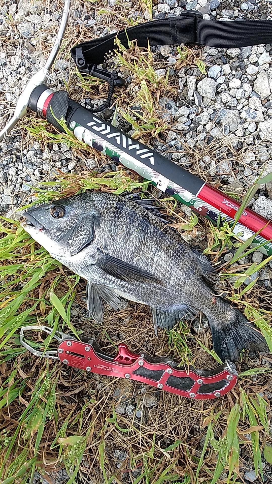 15時30分頃に釣れた黒鯛30センチ！(前打ち釣り)