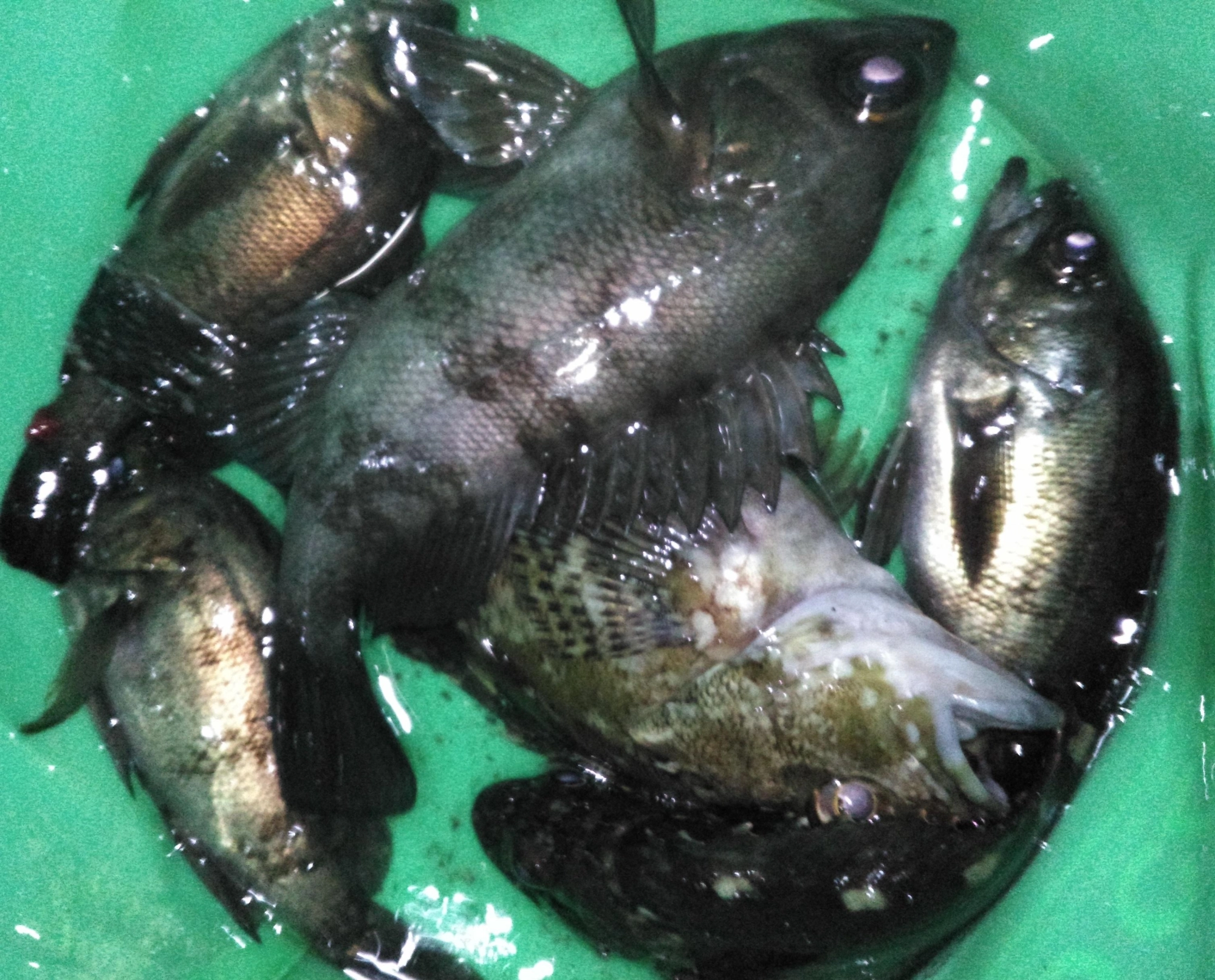 リリースする魚も含めいったんバケツに。釣れた場所で逃がすと魚が警戒して釣れなくなります。