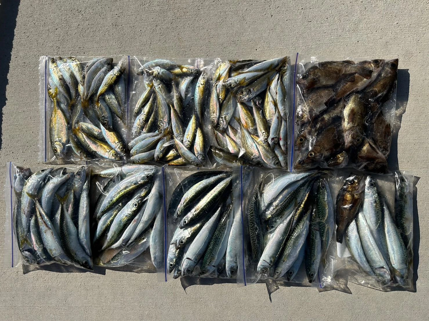 台風後、こんなに釣れるとは思わず、嬉しいです！段々と、魚も大きくなってきました