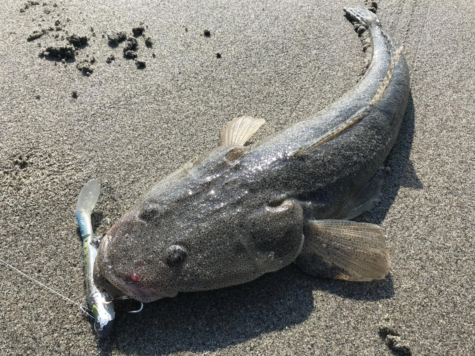 浜王21gライブイワシで釣れました