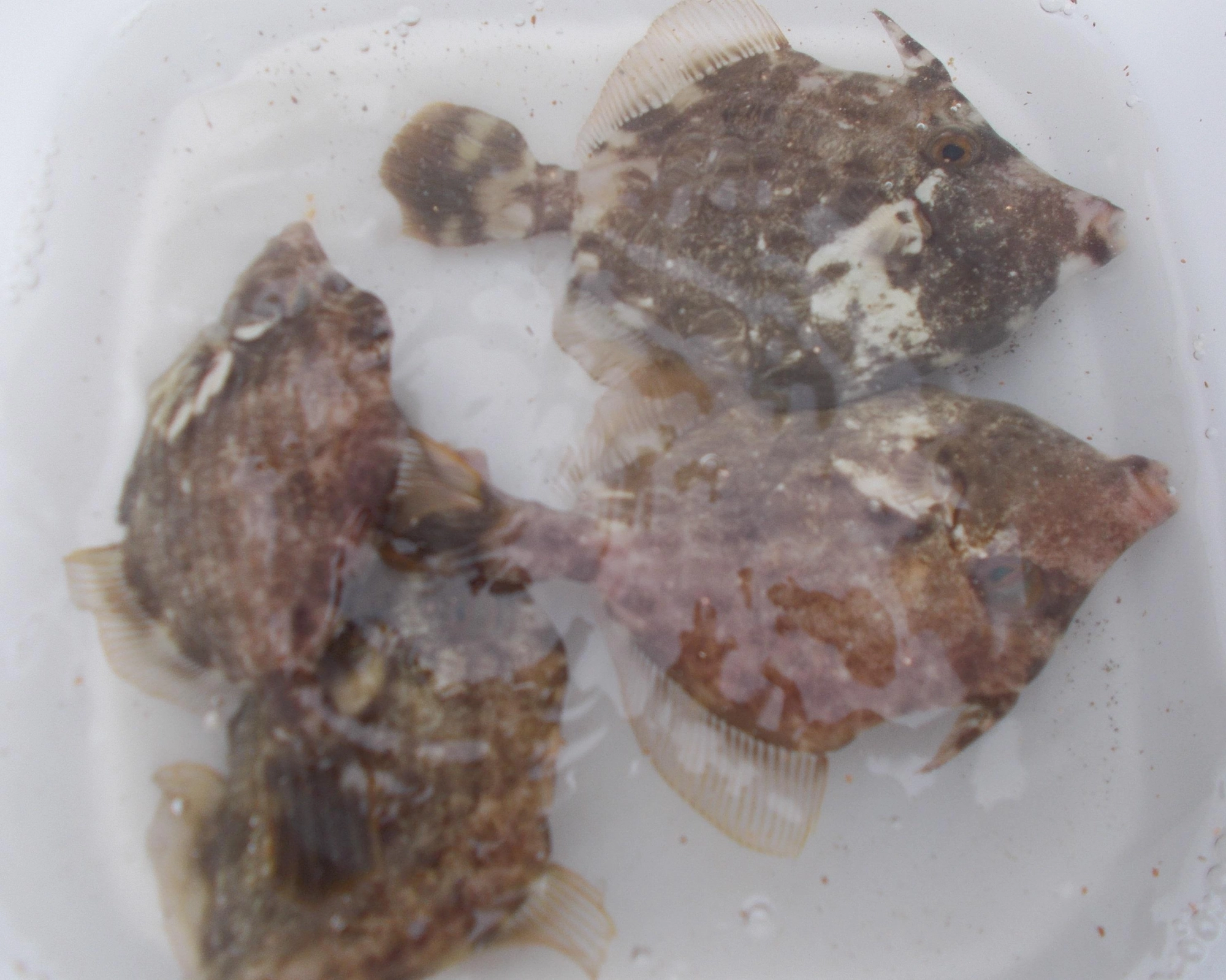 １時間少しでの釣果、多い方は10匹以上釣れてましたよ。