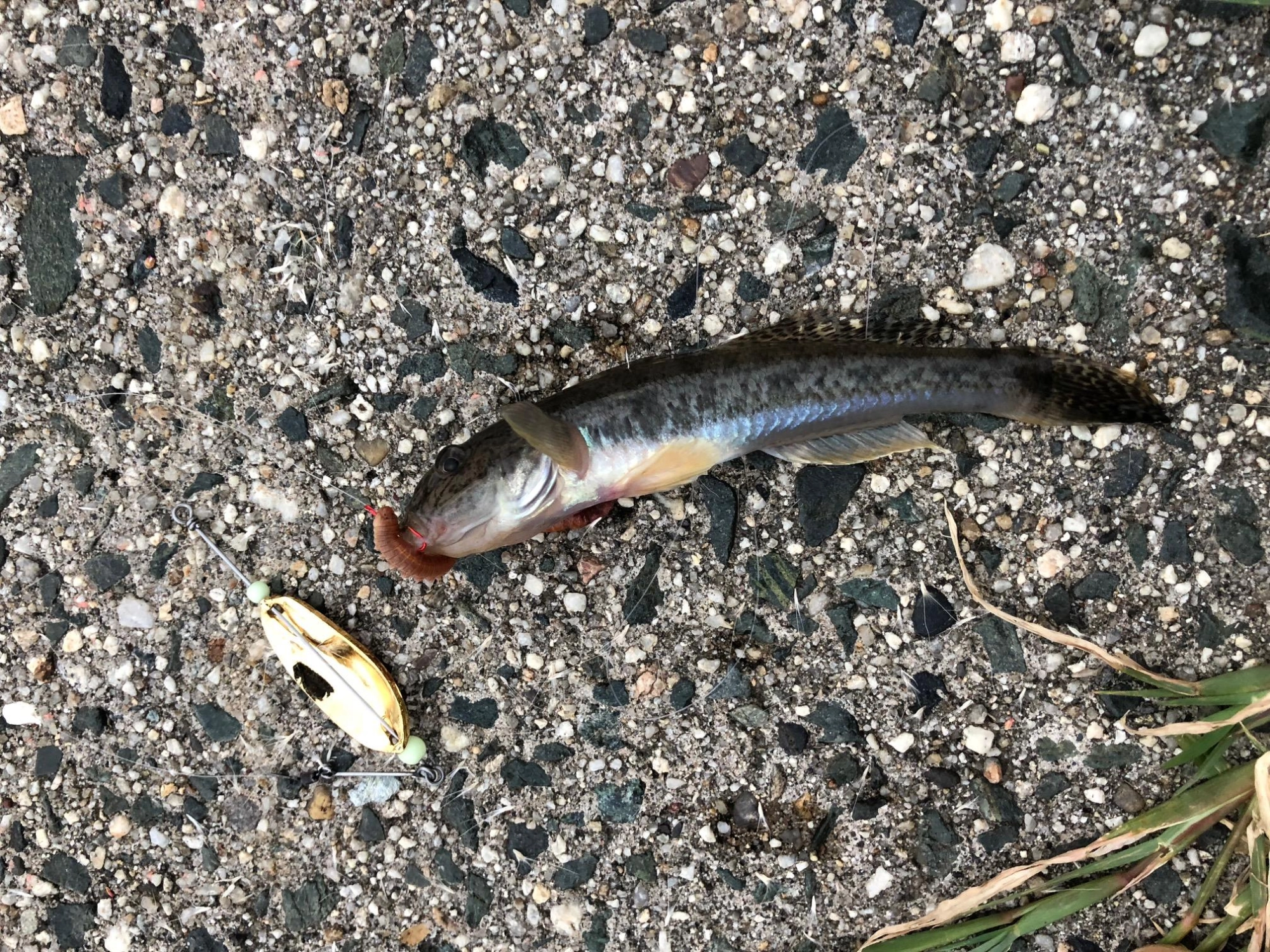 ハゼスプの本命、ハゼ!!
