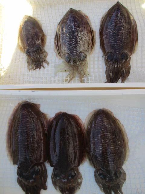 釣ってすぐはコリコリで美味しいですが冷凍すると甘味がかなり増すッ(о´∀`о)
