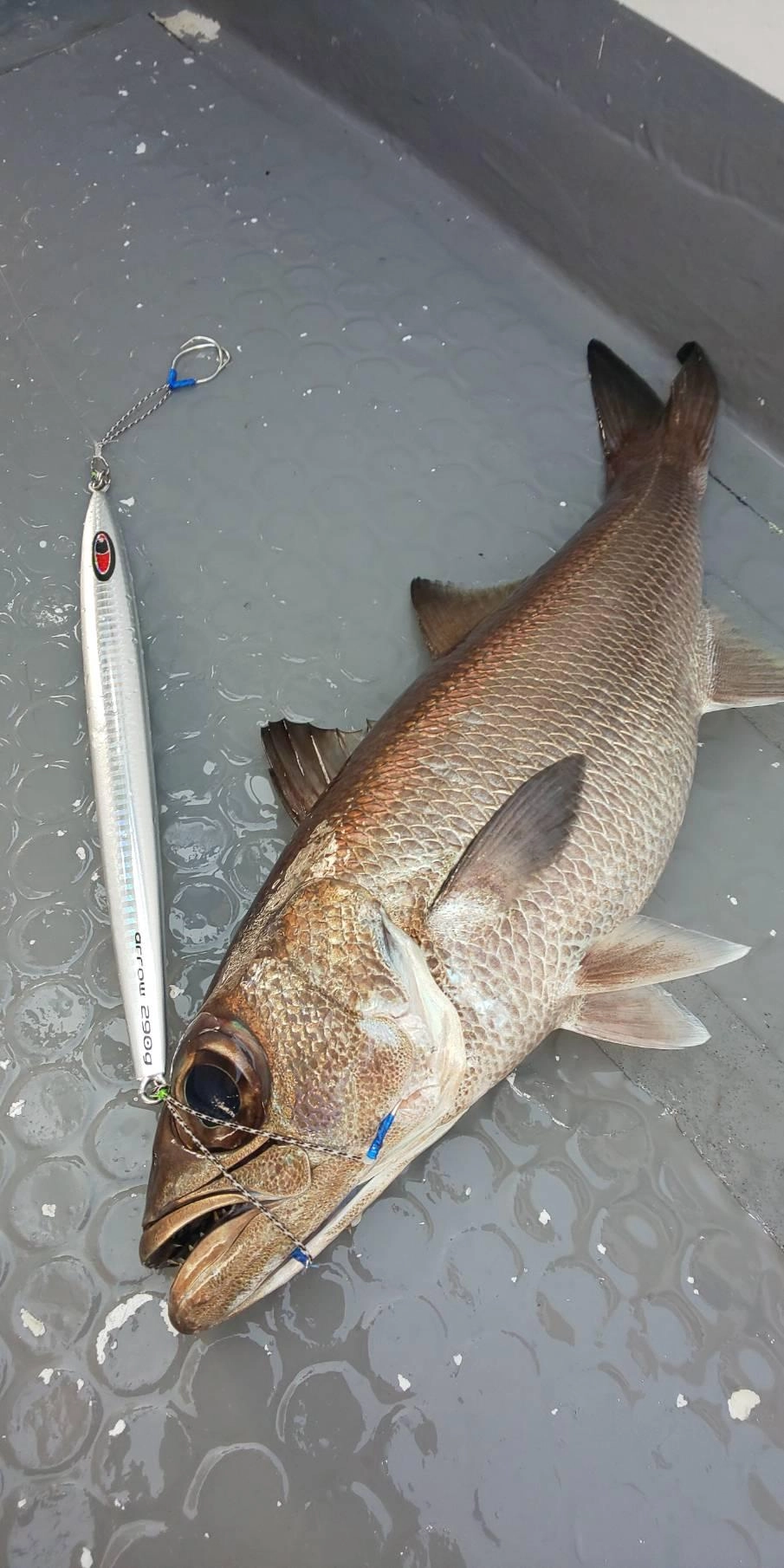 クロムツも良く釣れました