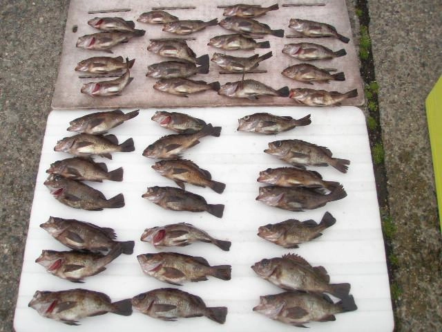 ２年ぶりのメバル釣りでした。