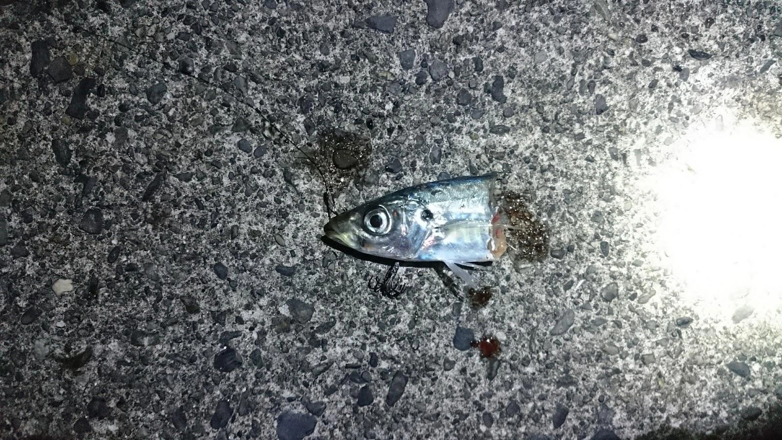 ワイヤー無しの方にも太刀魚が掛かりましたがこちらは食い逃げされました。
アオリイカの気配はなく、足元まで太刀魚が居るのでワイヤー仕掛けは必須な感じです。