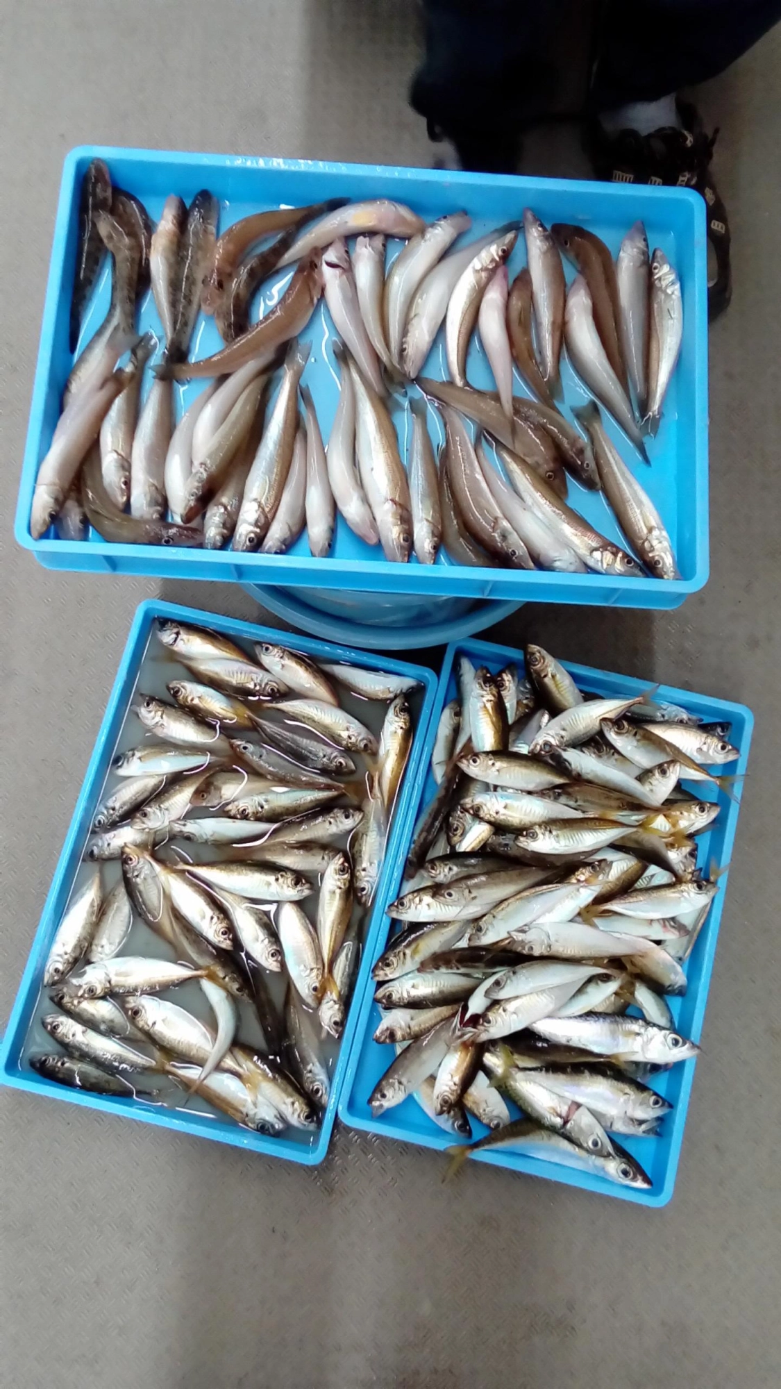午前中のキス釣りでは物足りず午後からは7さびき釣りで小アジを爆釣です！