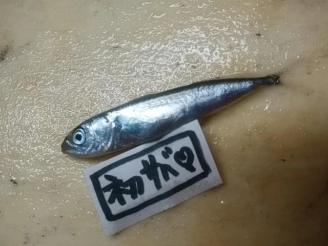 ちいかわ