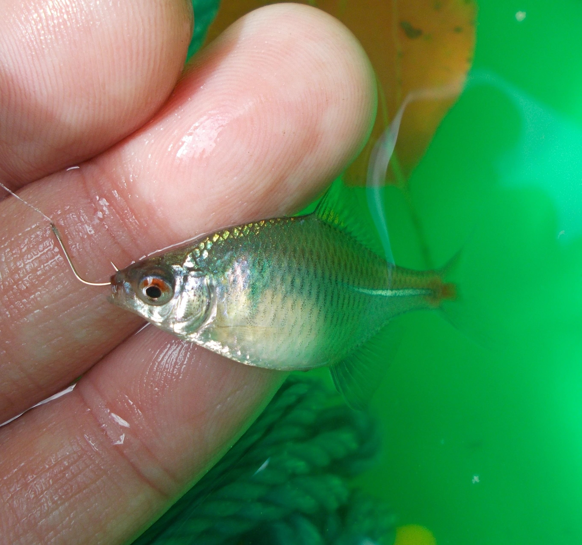 魚を触るときは必ず手をぬらしてください。そのまま触ると魚が弱ってしまいます。