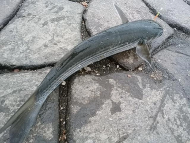 デカい