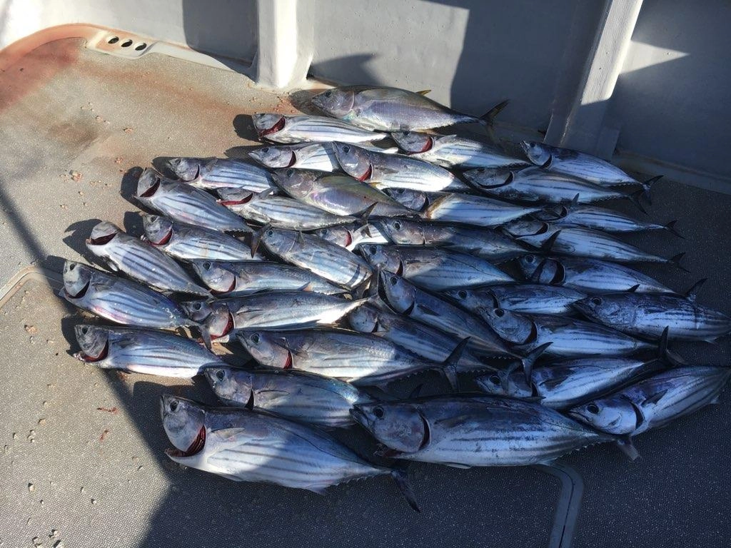 途中でやめてもこの釣果！