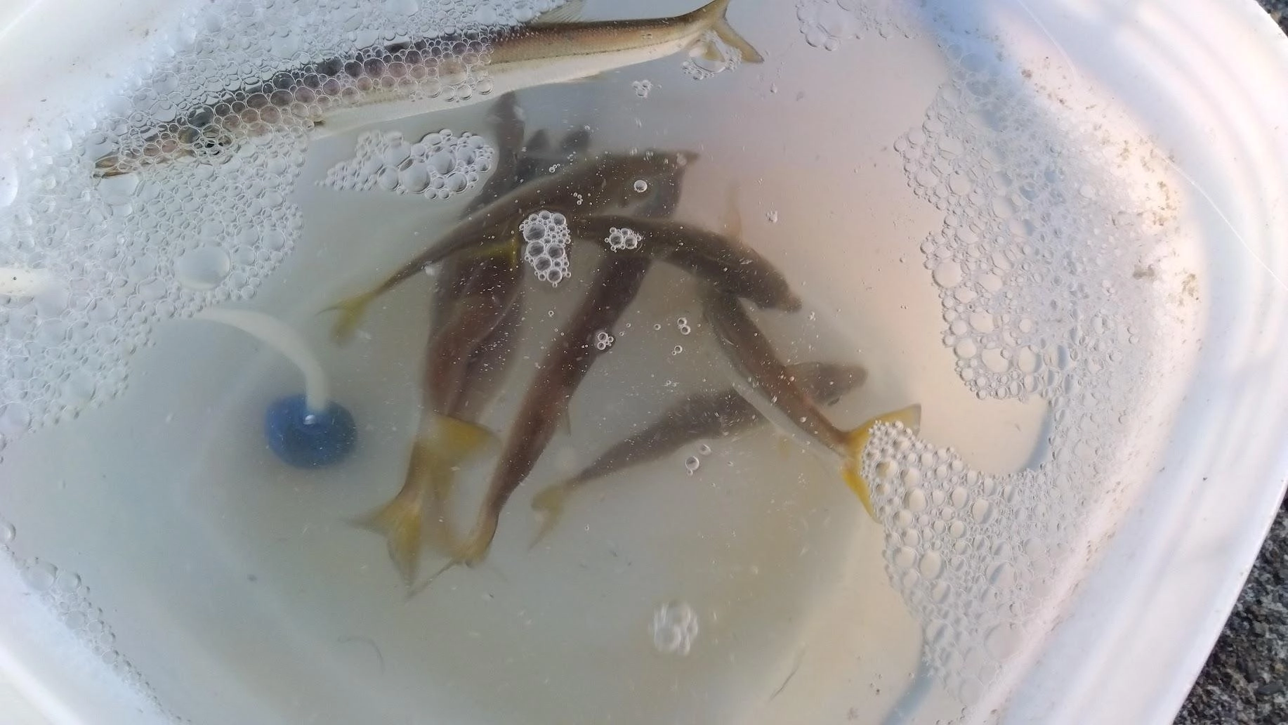 日没前にぱったりカマスが釣れなくなると鯵が釣れました。
久しぶりに鯵釣れました。