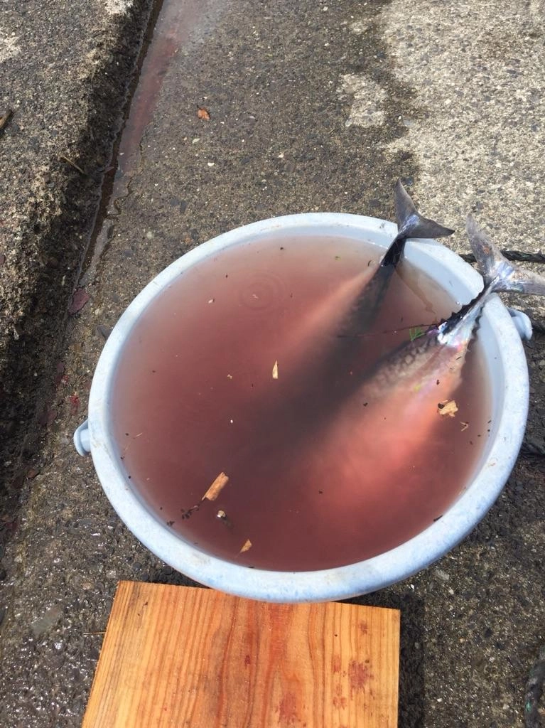 ソウダカツオのはんぺん作ります！