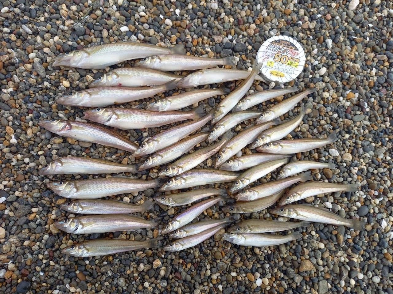 さすがの釣果！！林様ありがとうございます！