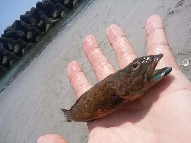 初物ハゼ
