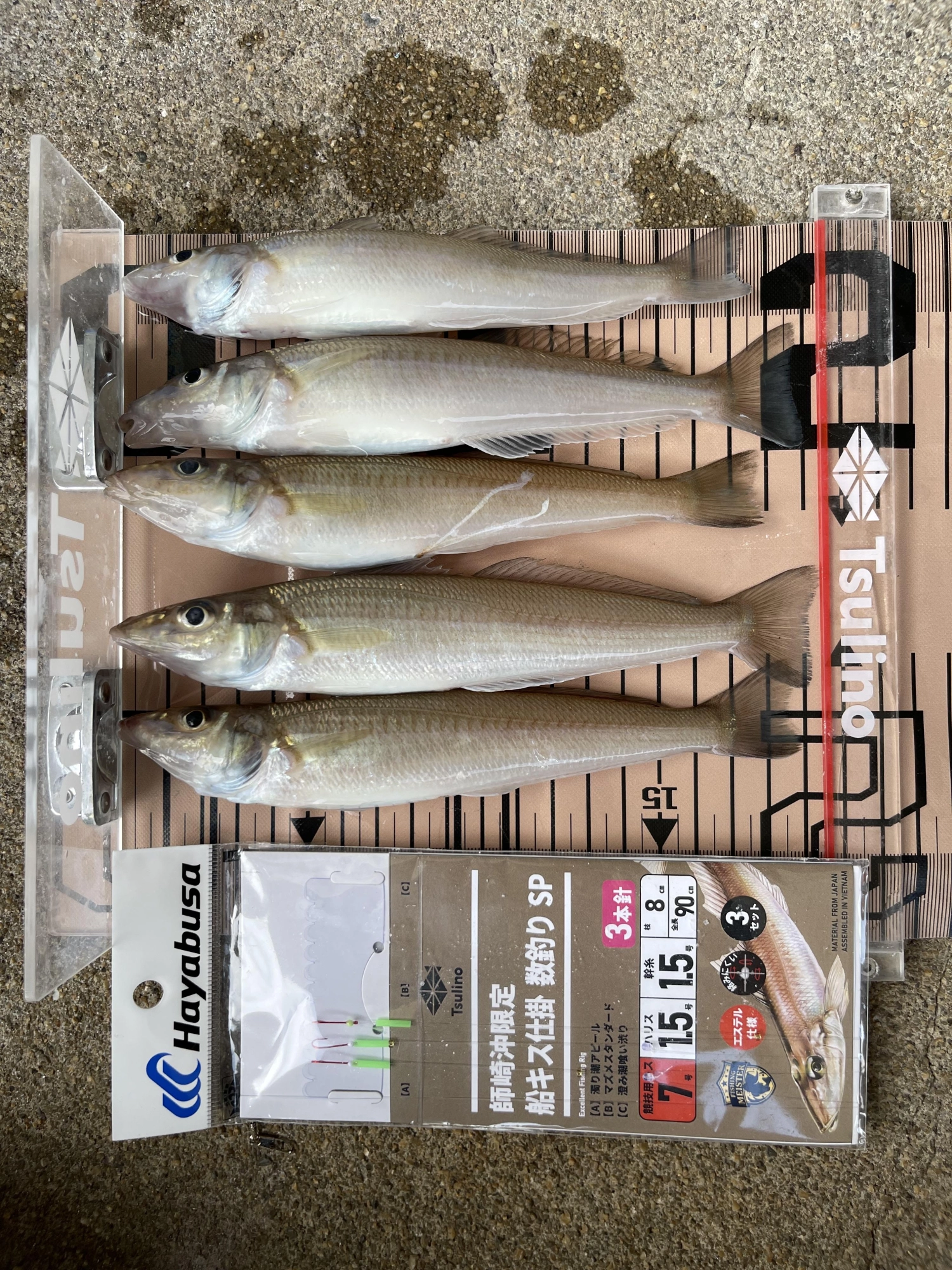 今シーズンの新商品 イシグロさんコラボ❸本針 大活躍ッ‼︎