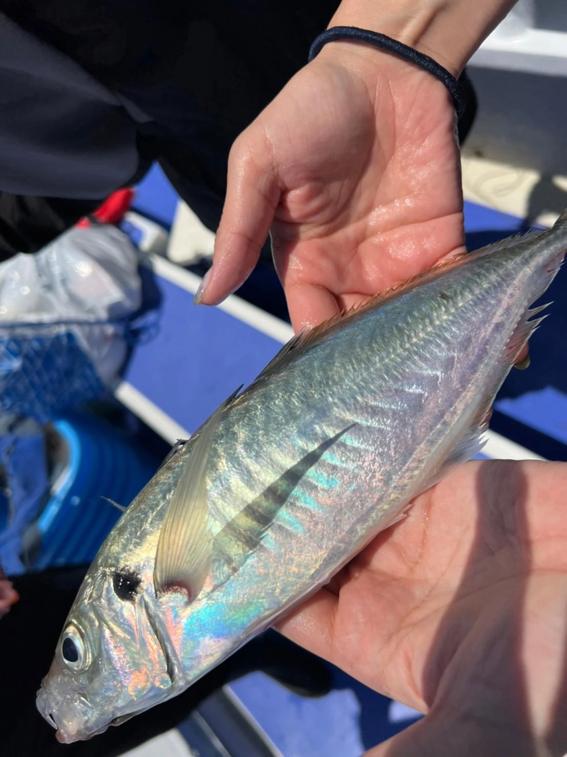 最大で40㎝前後のアジを釣ることができました！更に大きいアジもいます!!