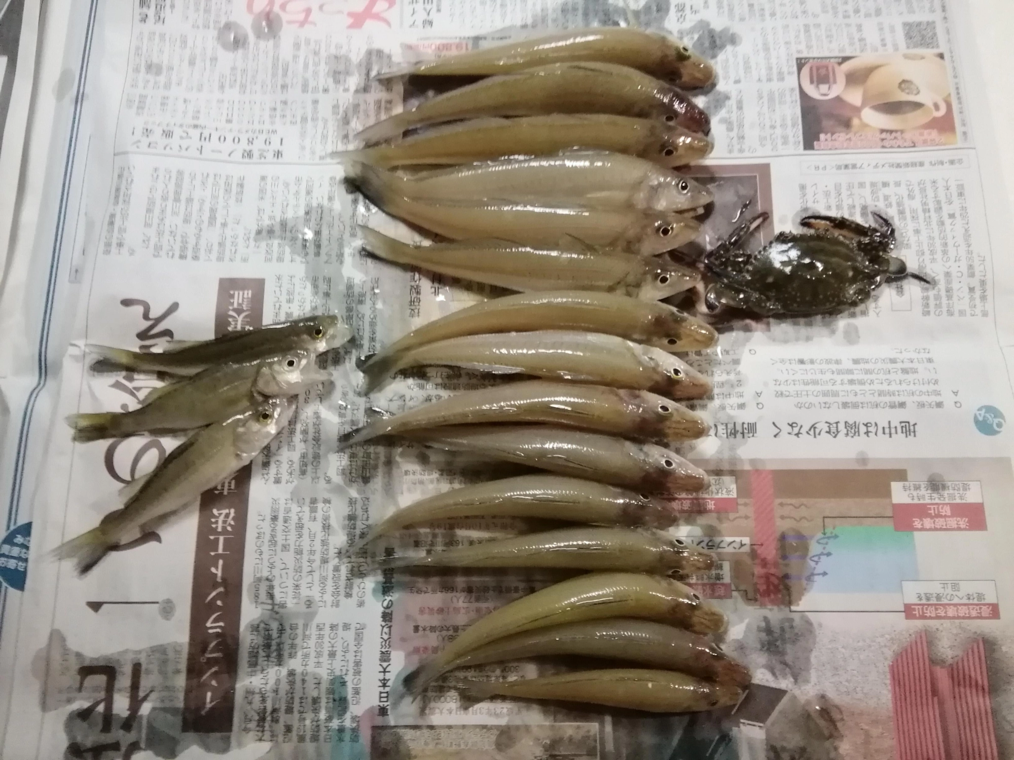 シロギス1匹と、カニは別の場所で釣りました。