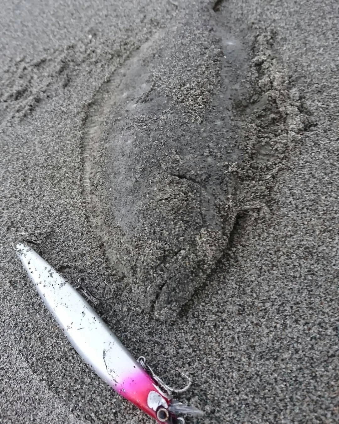 ブレイクを丁寧にミノーで探っていきました！朝一のミノーは釣れますね♪