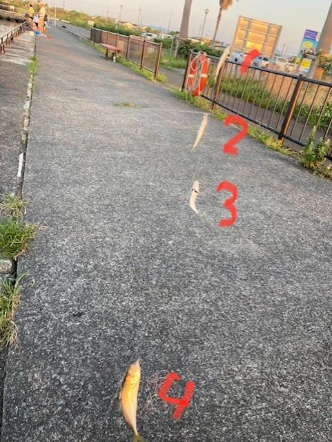 群れが回ると最高４匹掛けがありました。