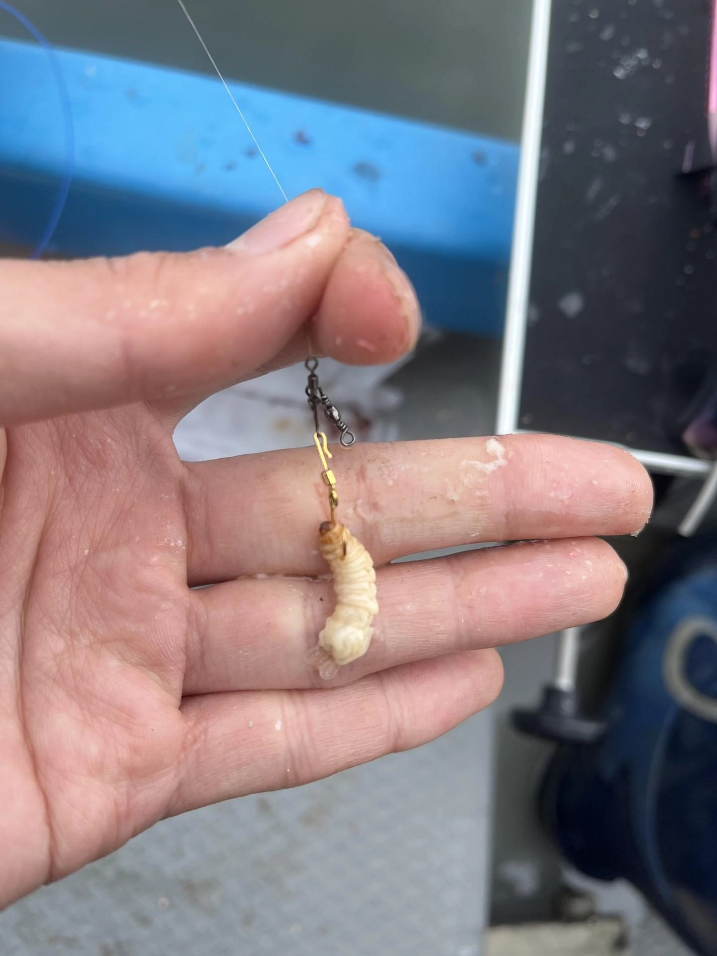 寄せエサ・撒きエサが禁止の入鹿池ではブドウ虫ハンガーは必須です！