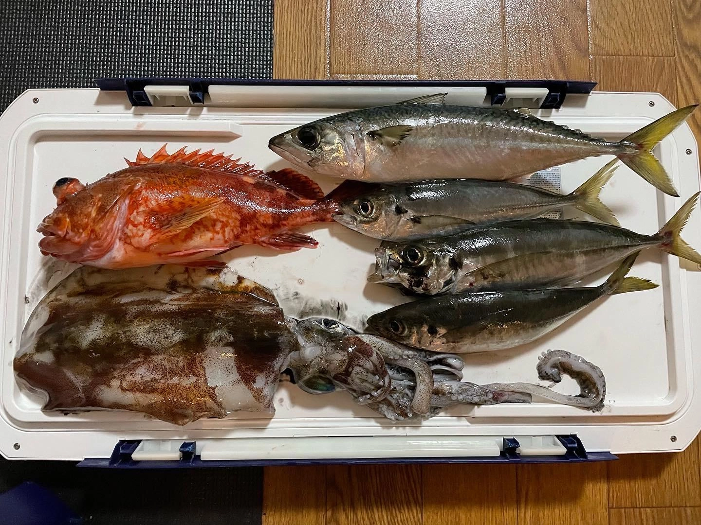 バチコンでは良型アジ釣れます。スパテラ2.5レインボーチャート使用