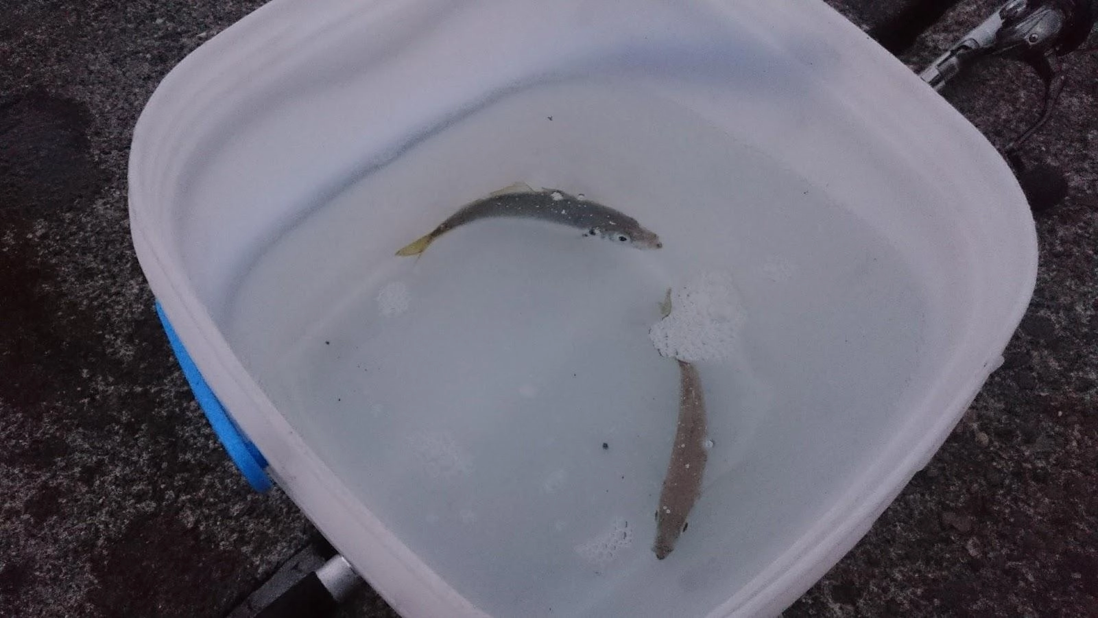 久しぶりに泳がせ分の鯵が釣れました。コマセのウキ投げサビキは良く青鯵が釣れてるようです。今日の私はマアジ1、アオアジ2でした。豆アジマッチ2号が良かったようです。