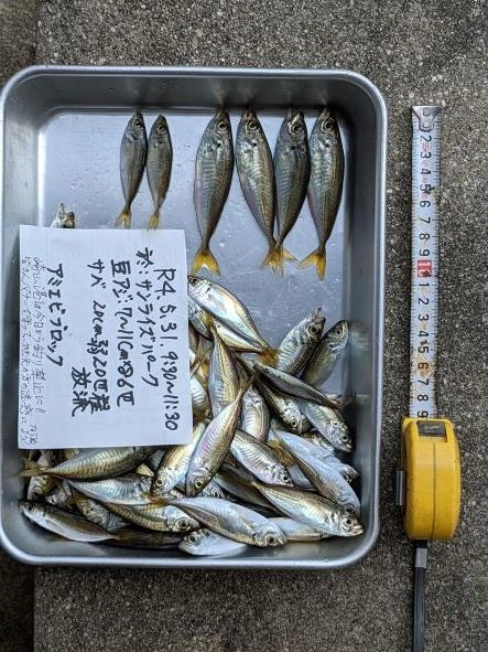 ミニアジ　は来なくなった
大きくなっている子サバ20程はすべてリリース