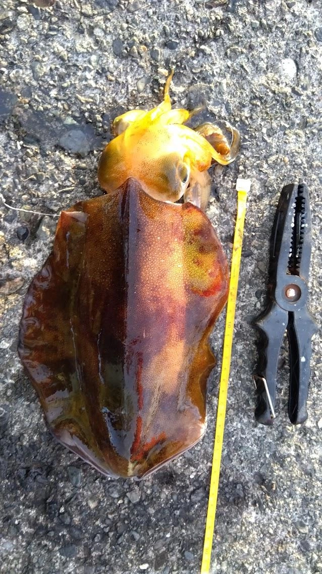 鰯に駄目にされたサビキを解く間、足元のロデオ針泳がせをサビキ方向に遠投。サビキを解いているとドラグが！
久しぶりのアオリイカでした。