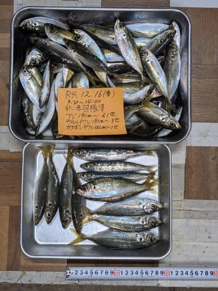 主にコマセ籠でのサビキ釣りだが、エサなし投げサビキでも10匹以上釣れた
潮止まりの前後1時間は当たり少ない。２，３日前から釣れだしたらしい