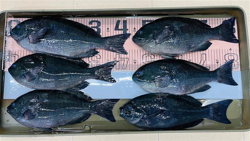 40ｃｍオーバー6枚！