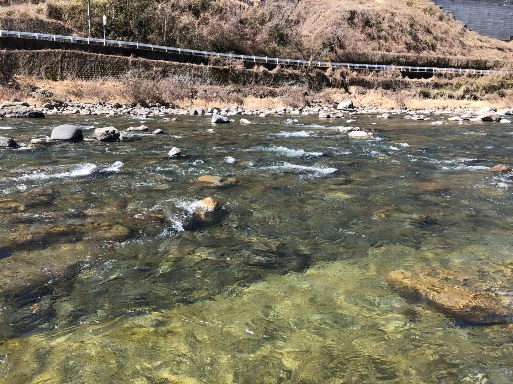 水温は低いですが本流での釣果が出始めました！