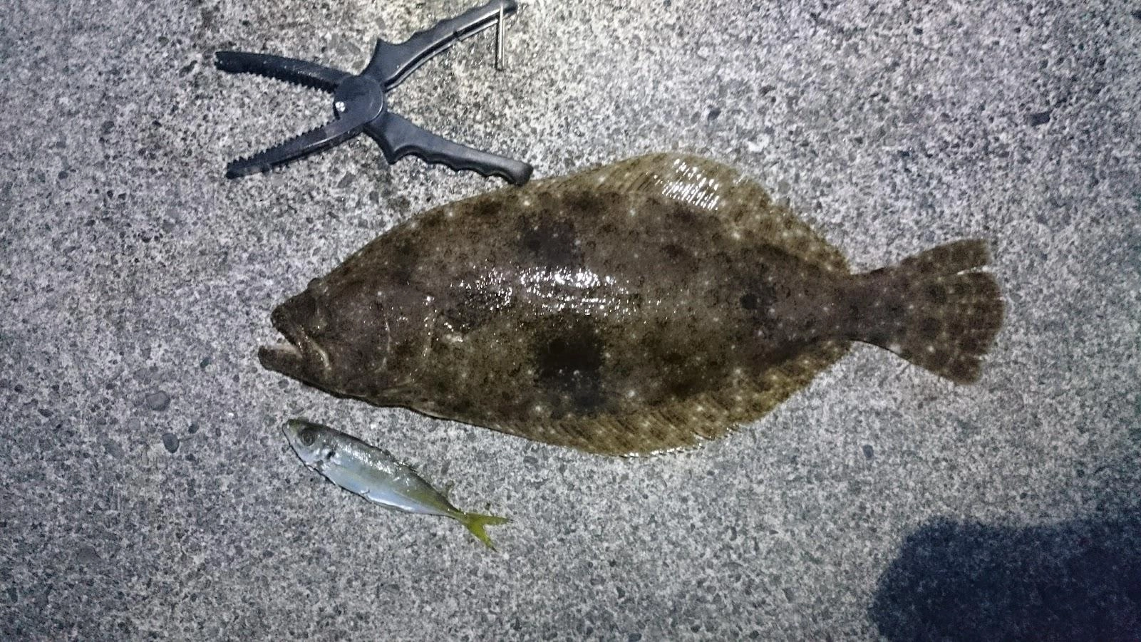 ウキのノマセ釣りは鵜に邪魔され、足元の垂らし泳がせだとウツボ天国。根掛り覚悟でちょい投げ胴付き泳がせしました。
１投目は遠投して沈ませたところ、恐らくサバフグにリーダーを齧られライン切れ。めげずに仕掛けを作り直し手前に2投目して放置。気が付くと竿がしなりドラグ音が！久しぶりのヒラメゲットでした。