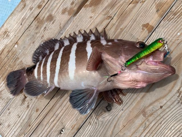 SLJは釣魚を選ばない♪こちらも嬉しいマハタGET！