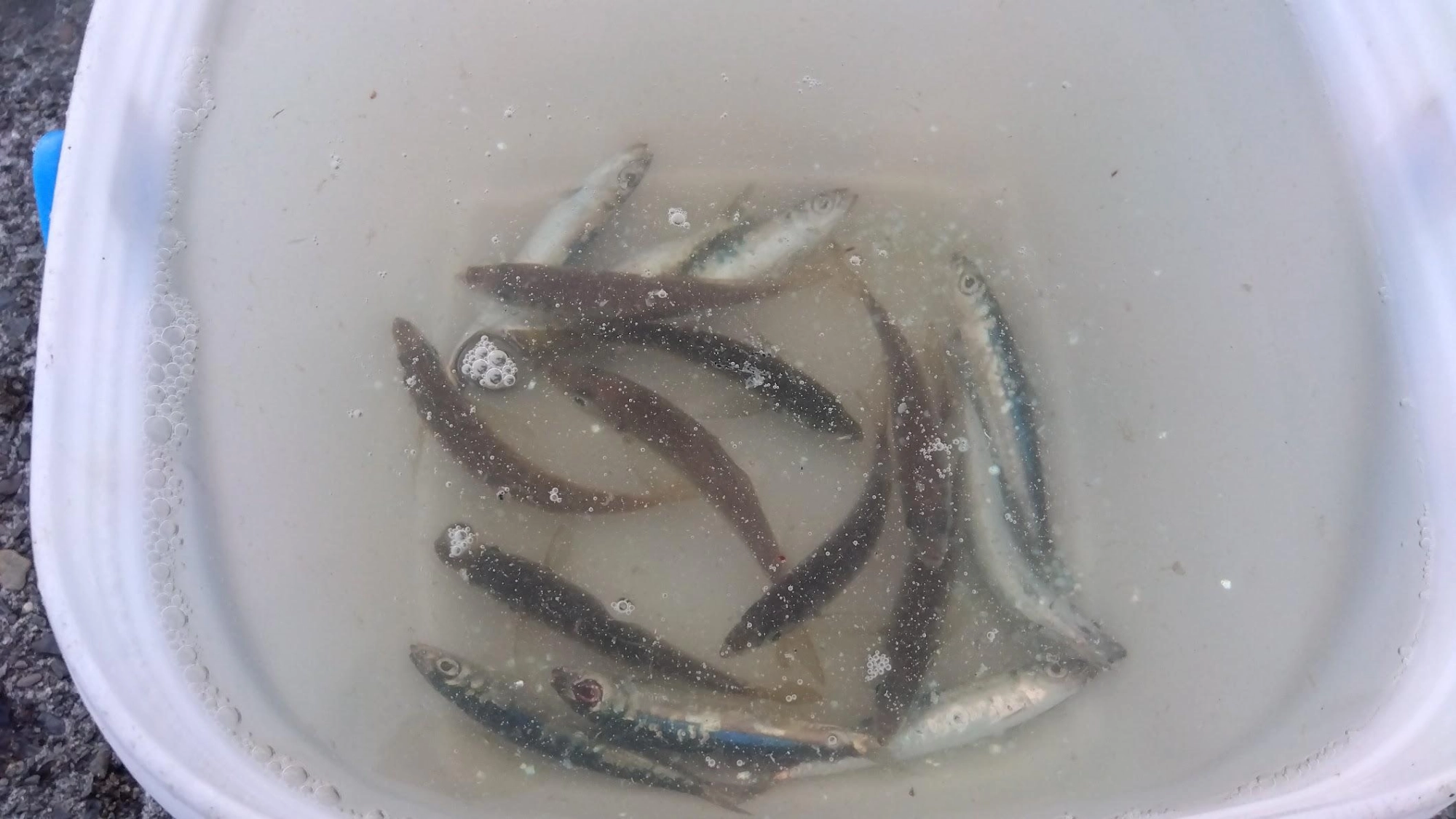 コマセ無しサビキは、嬉しいことにカマスが減り鯵が思い通りに釣れる。
太刀魚テンヤとロデオ針泳がせは無反応でした。やはり日没前後は駄目みたいです。でも足元でウルメイワシが釣れるようになったので、粘れば十分太刀魚が釣れそうな気配が出てきました。