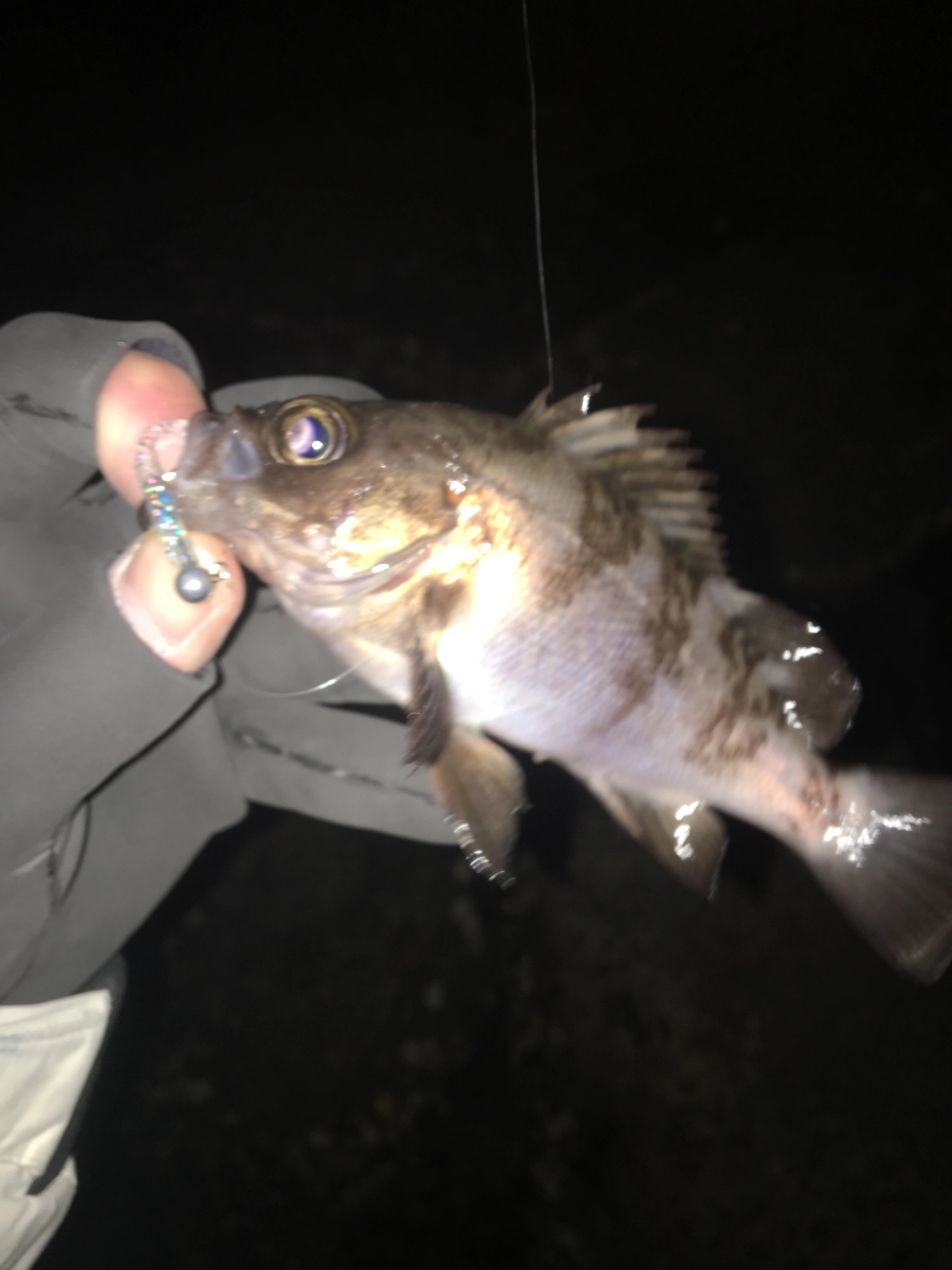 メバルのライズが発生していました。