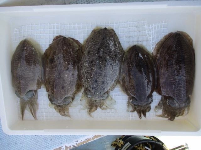 コウイカが乗った時の感覚はたまんないッ‼︎途中、バラさないようにッ(ﾟ∀ﾟ)