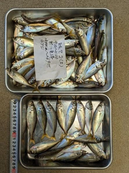 本日間断なく釣れ続けました。