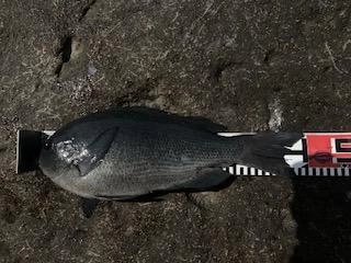40.0ｃｍ