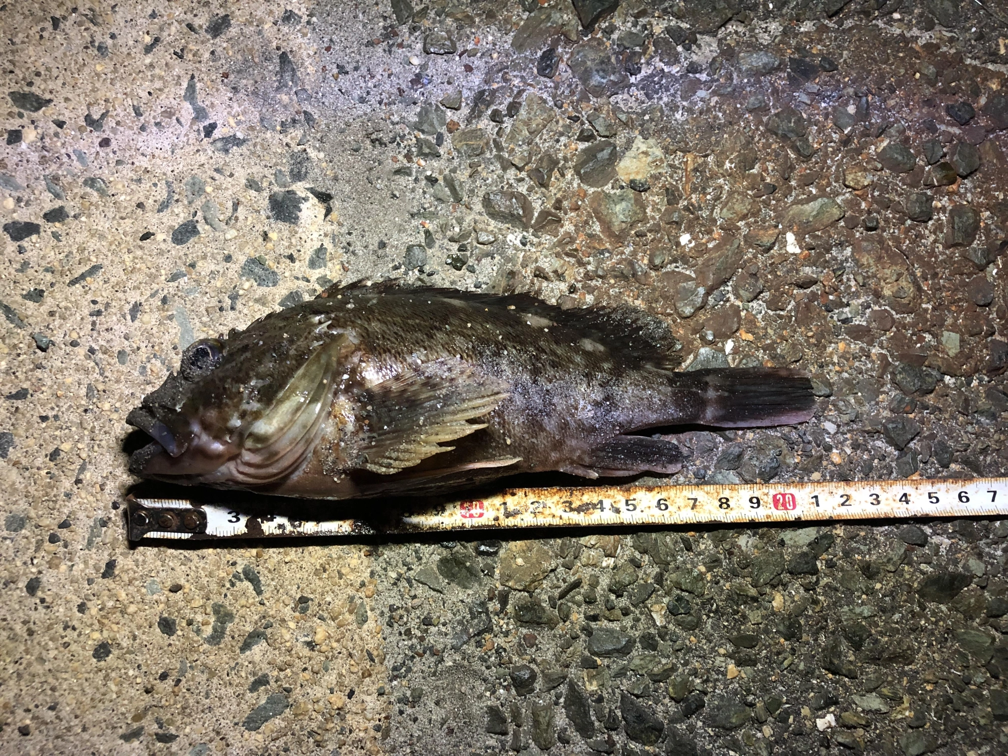 やっと釣れた
20センチオーバーの
根魚