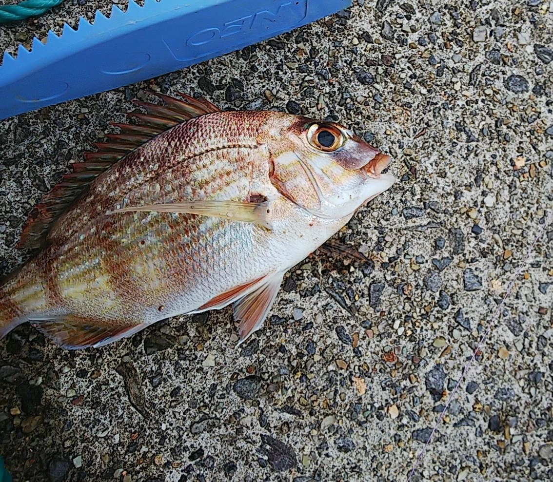 チダイも釣れました！