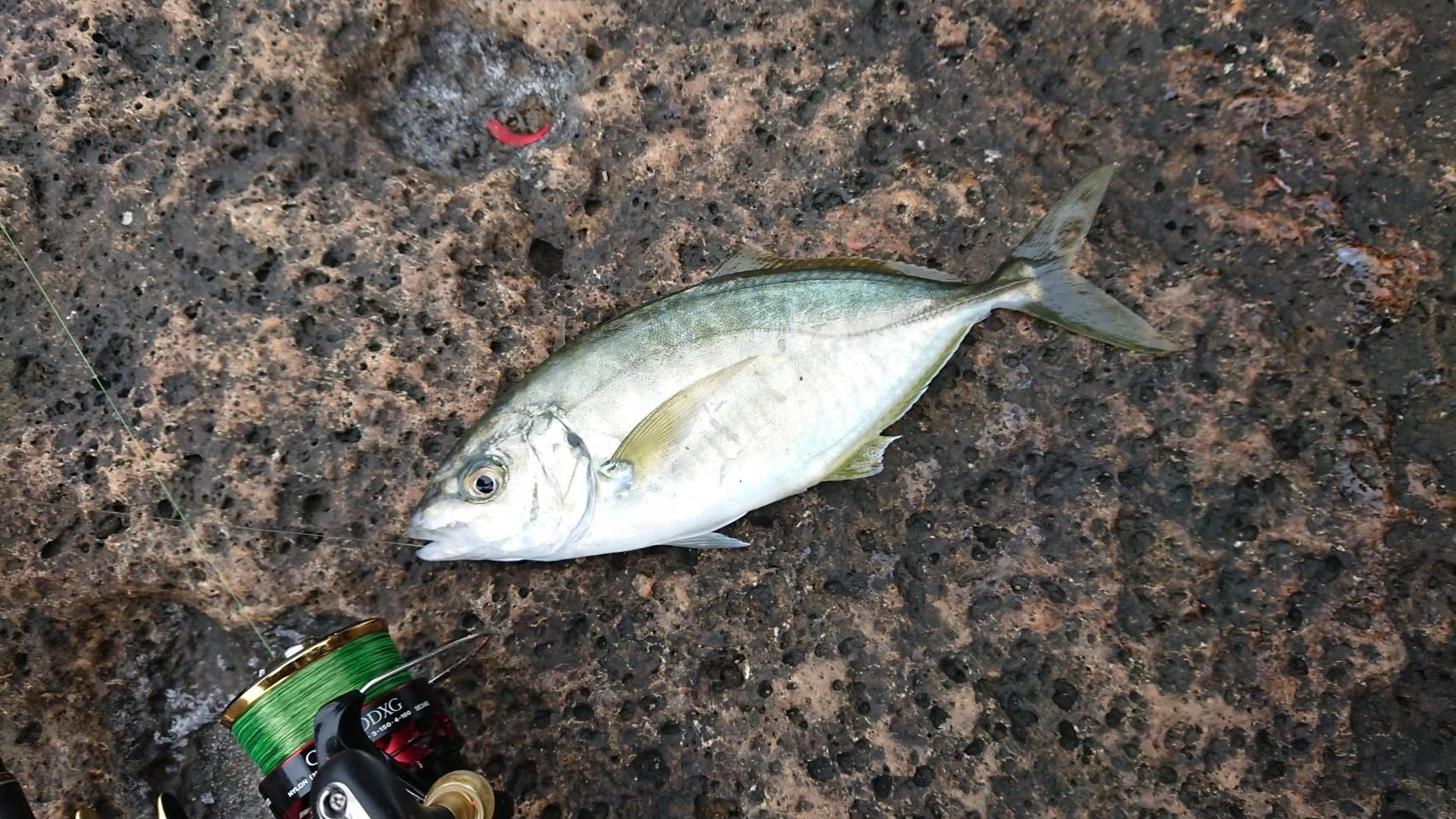 高級魚、シマアジ！