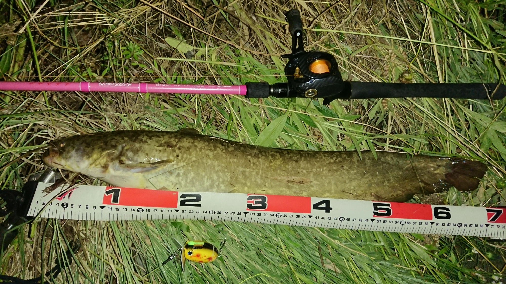 ルアーはザクトクラフト
ザグナ
７０センチきました！