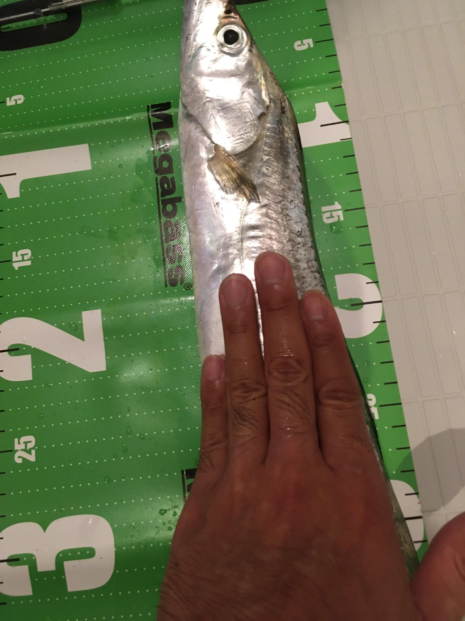 指3.5～4本ほど。